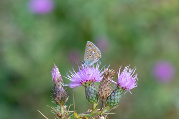 Lycaenidae / Çokgözlü Mavi / / Polyommatus icarus