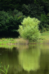 Awesome lake landscape with grasses in the water and forest, Tsover lake, Dsegh, Armenia