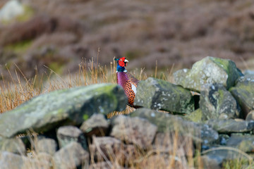 Wild Ring-necked Pheasant walking through natural habitat of reeds and grasses on moorland in Yorkshire Dales, UK