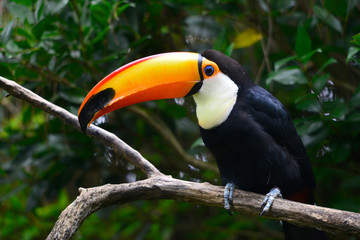 Toucan toco sur sa branche