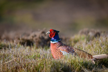 Wild Ring-necked Pheasant walking through natural habitat of reeds and grasses on moorland in Yorkshire Dales, UK