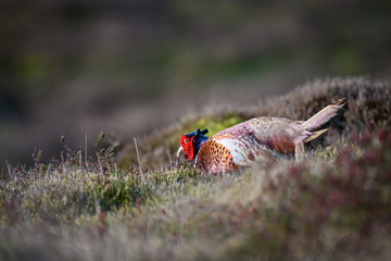 Wild Ring-necked Pheasant walking through natural habitat of reeds and grasses on moorland in Yorkshire Dales, UK