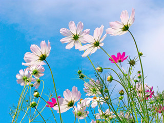 Graceful Cosmos flowers with white, pink, purple petals. Translucent petals of flowers shine through sunlight on blue sky.