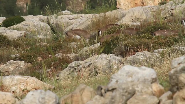 Israeli mountain gazelle female in the field
