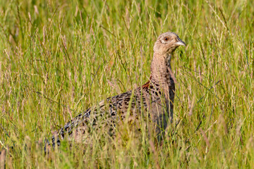 Wild Ring-necked Pheasant walking through natural habitat of reeds and grasses on moorland in Yorkshire Dales, UK