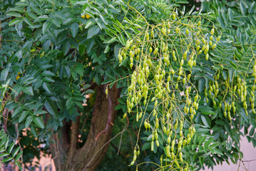 Styphnolobium japonicum or Japanese pagoda tree is a popular ornamental tree in Europe, North...