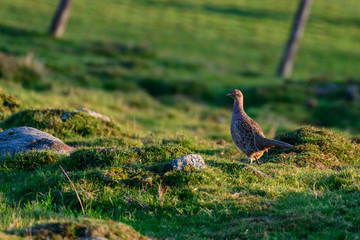 Wild Ring-necked Pheasant walking through natural habitat of reeds and grasses on moorland in Yorkshire Dales, UK
