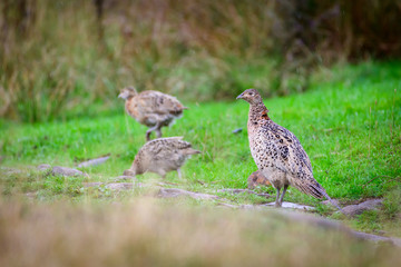 Wild Ring-necked Pheasant walking through natural habitat of reeds and grasses on moorland in Yorkshire Dales, UK