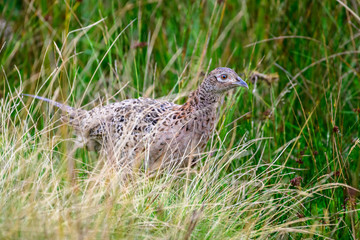 Naklejka na ściany i meble Wild Ring-necked Pheasant walking through natural habitat of reeds and grasses on moorland in Yorkshire Dales, UK