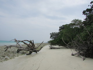 Fototapeta na wymiar dead tree on the beach