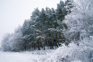 Daylight winter landscape with snowy forest and drifts
