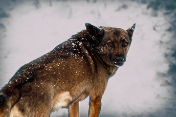 Naklejka premium winter, a lot of snow. Local stray dog. plaintive look. there is tonirovapny and close-up