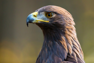 Portrait eines Steinadlers