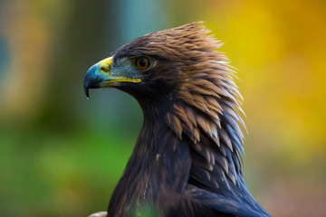 Portrait eines Steinadlers