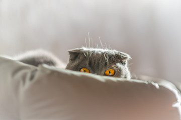 Cat looking at you from it's bed