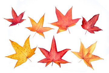 Colorful autumn maple leaves isolated on white background.
