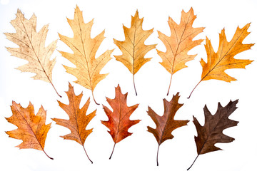 Brown autumn red oak leaves isolated on white background.