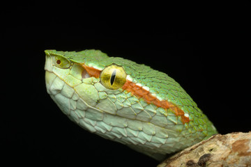 Close up of the face of female Wagler Pit viper snake