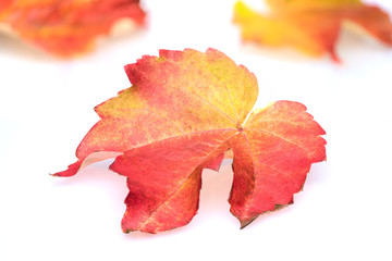 Naklejka na ściany i meble Red and yellow autumnal wine leaf isolated on white background.