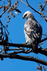 Young changeable hawk-eagle or crested hawk-eagle (Nisaetus cirrhatus) in Jim Corbett National...
