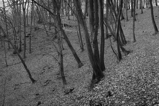 Fototapeta Forest in Oparenske udoli valley in czech central mountains on 19th december 2018
