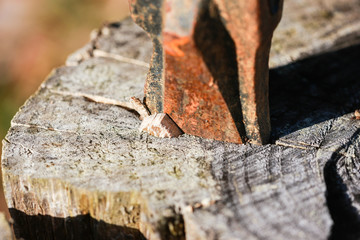 Rusty Axe In Weathered Pine Log