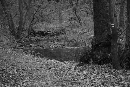 Fototapeta Milesovicky potok stream in Oparenske udoli valley in czech central mountains on 19th december 2018