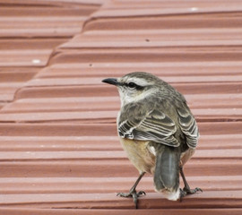 Calandria grande Mimus saturninus