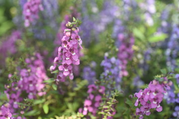 Obraz premium Spring flowers