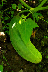 Obraz premium harvest of vegetables on green beds