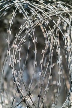 Coils Of Concertina Wire. Barbed Wire.