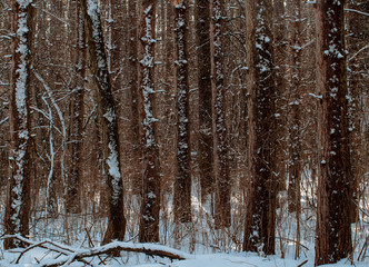 Fototapeta premium 483-40 Snow Dusted Forest