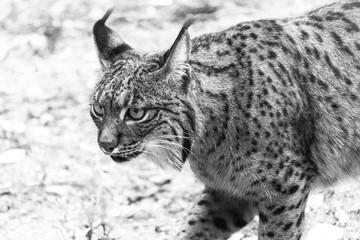 Retrato felino salvaje 