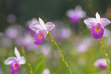 Fototapeta na wymiar White and purple small orchids arundina dwarf on a blurred background.