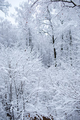 Winter trees in Russia