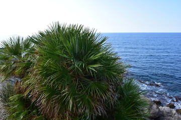 palma nana,pianta mediterranea spontanea che cresce lungo le coste della Sicilia