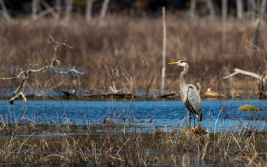 Great blue heron standing in the pond on a sunny day, sticking out its tongue