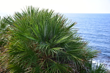 palma nana,pianta mediterranea spontanea che cresce lungo le coste della Sicilia