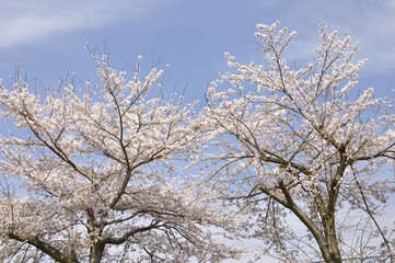 満開の桜