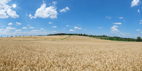 Reifes Roggen Getreidefeld in ländlicher Landschaft mit Sonnenschein