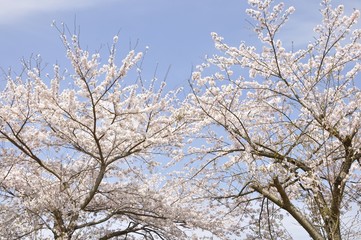 満開の桜