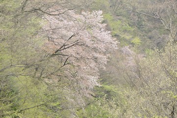 新緑の中の山桜