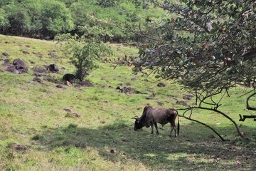 Guadeloupe, bœuf broutant au milieu des bombes du volcan à Déhaies