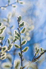 Pussy-willow branches with catkins, spring background