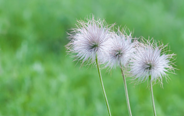 Pulsatilla vulgaris or Pasque flower or Danes blood violet flowers seed heads on green background
