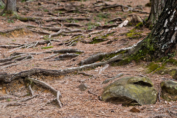 Green forest with roots of trees in Carpathians mountains.