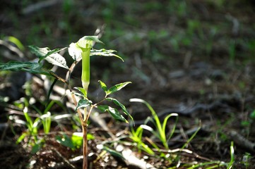 ホソバテンナンショウ