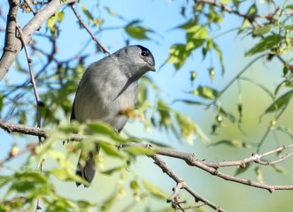 blackcap male