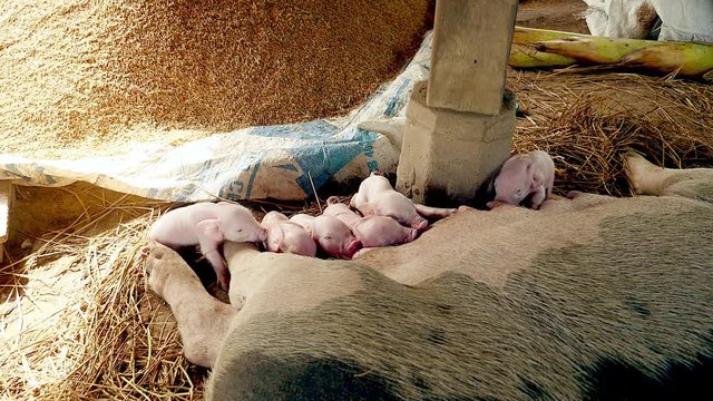 Newborn piglets grasping the sow's teats and suckling mother's milk