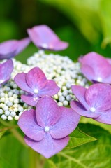 紫陽花 ナハティガール